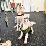 이룸독 반려견 유치원&호텔