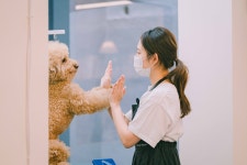 와다다 펫 그루밍