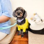 이룸독 반려견 유치원&호텔