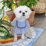 딸기펫살롱