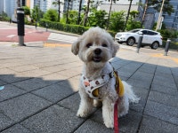 멍뭉유치원 다산점