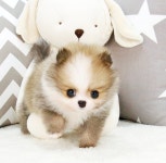 광주강아지분양 고양이분양 24시 데려가개본점