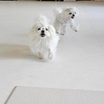 밍글몽글 애견유치원&애견호텔