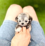 광주강아지분양 고양이분양 24시 데려가개본점