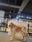킹독