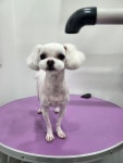 달달봄봄 애견미용