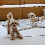 밍글몽글 애견유치원&애견호텔