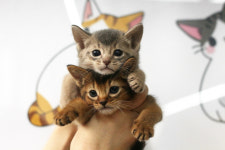 수원고양이분양 나비캣