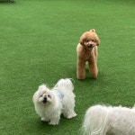 밍글몽글 애견유치원&애견호텔