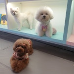 마인드몽 애견유치원/애견호텔/애견미용/데이케어