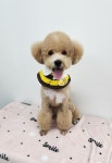 체인지펫미용