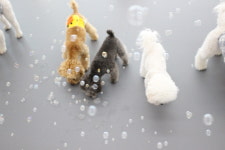 광주강아지분양 고양이분양 미유펫 광주본점