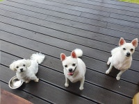 함께놀개