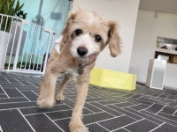 개스트룸 애견호텔&애견유치원