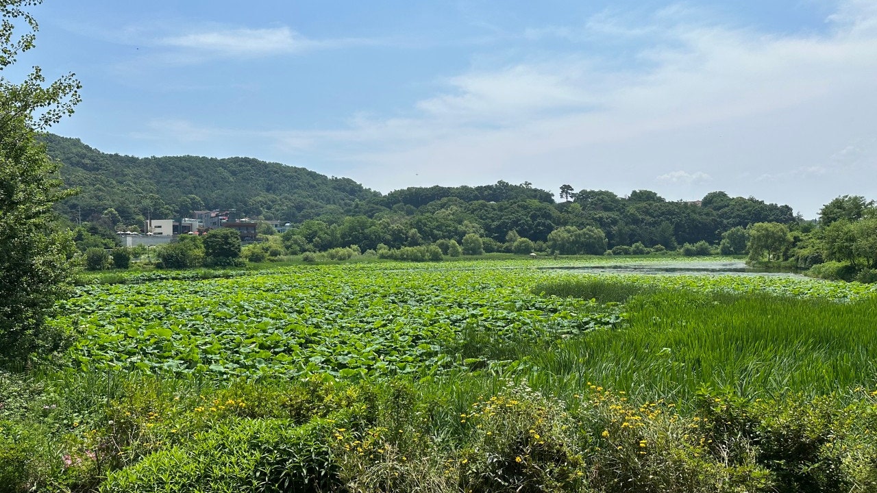 대림정