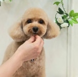멍뭉이네살롱