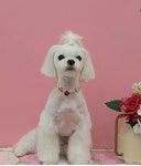 멍뭉이네살롱