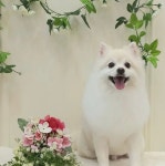 멍뭉이네살롱