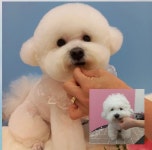 멍뭉이네살롱