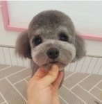멍뭉이네살롱