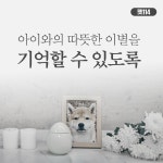 펫114