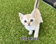 펫365 전주백제대로점 강아지고양이분양