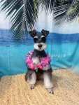 이쁘당개 강아지미용실