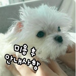 프렌즈도그미용실 광주서구점
