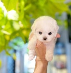 광주강아지분양 고양이분양 24시 데려가개본점