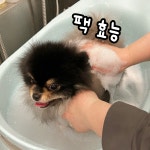 프렌즈도그미용실 광주서구점