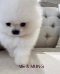 미앤멍 강아지분양 제주점