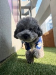 아소비퍼피스 서창점