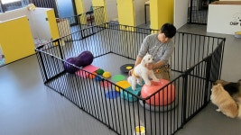 오프독 반려견 종합교육문화센터