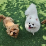 파파퍼피 애견유치원&애견호텔