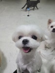 몽개몽개 애견호텔&애견유치원