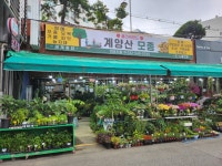 플라워랜드&계양산모종