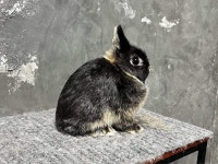 펫엔글라이더본점&로던트클럽 광주