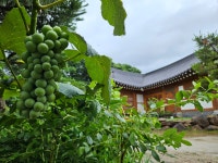 한옥스테이현덕씨네