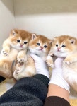 산들캣
