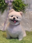 몽이펫