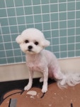 리즈멍