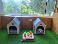 개스트룸 애견호텔&애견유치원