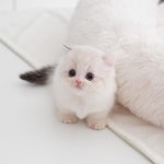 고양이분양 모나미네코 울산 본점