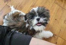 개스트룸 애견호텔&애견유치원