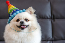 행복하개 애견 펜션