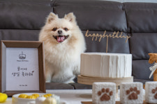 행복하개 애견 펜션