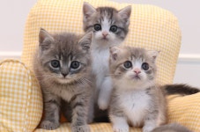 미유펫 강아지분양 고양이분양 김포점