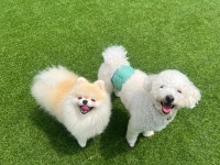 삼이네 멍치원