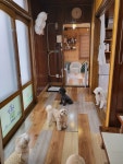 금댕이애견유치원