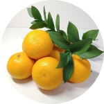 강씨네미깡농장